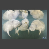 three manatees snuggle together, facing right into the camera