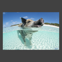Fun photo of a swimming pig from Pig Beach in the Bahamas