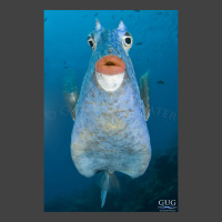 Cowfish-Kiss photograph of a cowfish looking at the camera with crazy eyes and coming in for a kiss with big lips