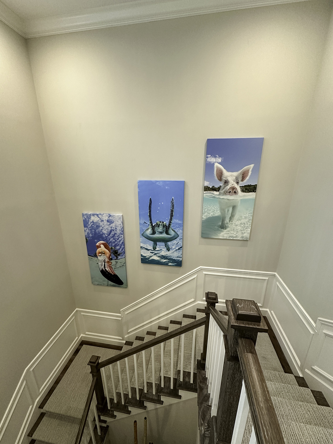 large underwater photographs of a flamingo, and sea turtle, and a swimming pig hang in a stairwell