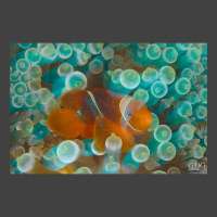 Fast-Then-Slow a red clownfish with white stripes in a anemone with bubble tips. Intentional camera blur using a long exposure and flash