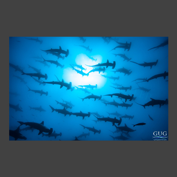 Hammerheads