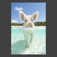 Fun photo of a white pig swimming in the Bahamas at the famous Pig Beach