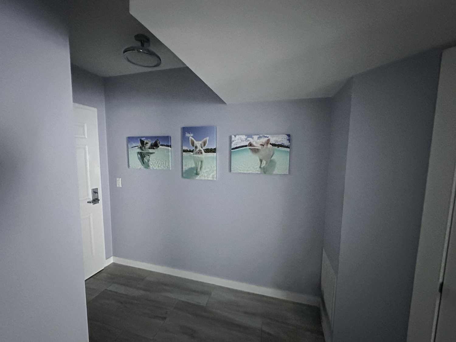 Pearl and Brine Swine - 16x24 A trio of swimming pig photos hang on an entryway wall