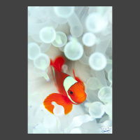 maroon clownfish in bleached white anemone from Papua New Guinea