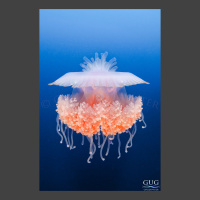 a Cephea cephea jellyfish with a mostly white top and pink tentacles drifts through the blue open ocean