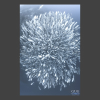 Bloom A school of trevally fish swims upwards at the camera, forming the shape of a flower