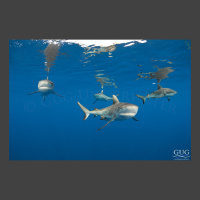 Four grey reef sharks skim the surface of the ocean