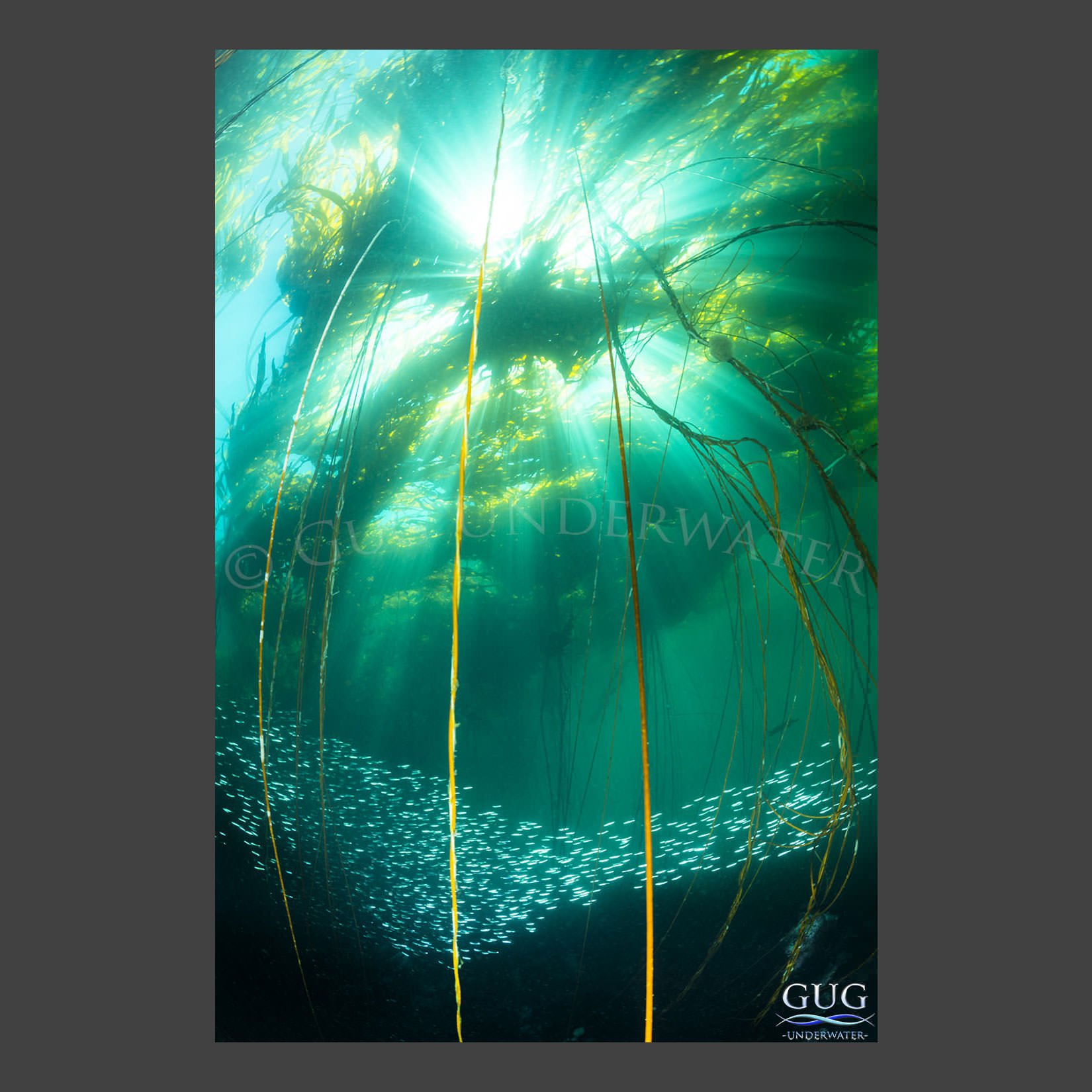 faery forest gug underwater