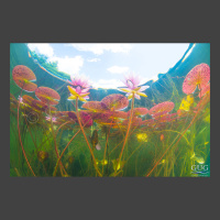 Lilies-In-The-Sky-With-Diamonds