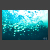 A school of silver fish swims just below the rugged surf.