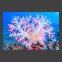 Hear Of The Sea for website