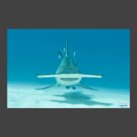 Bad Mama Hama a great hammerhead shark heads straight for the underwater photographer, and the shot is from just inches away