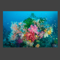 a dinner table-sized mound of vibrantly colored corals and anthias fish