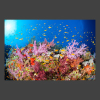Lavish a vibrant photo full of life on a coral reef. Anthias fish swim above soft corals.