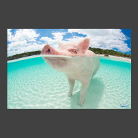 Pearl for website Fun photo of a white swimming pig in the Bahamas at Pig Beach