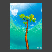 Sole Survivor for website