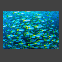 A massive school of yellowtail fusilier fish, blue with yellow tails, swims from left to right, occupying the entire photo.
