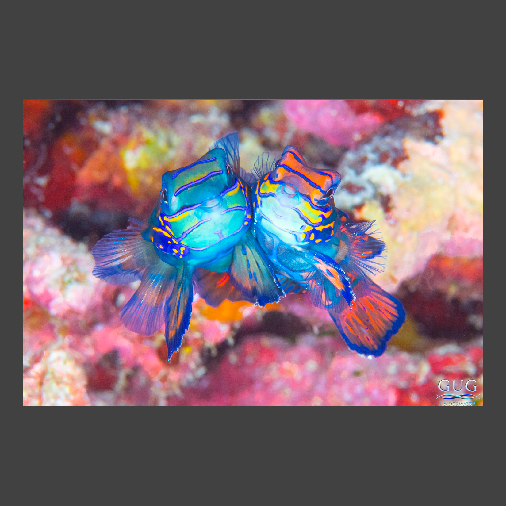 Mandarinfish Kisses