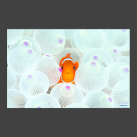 Cute clownfish in a rare, bleached white anemone, looking straight into the camera.