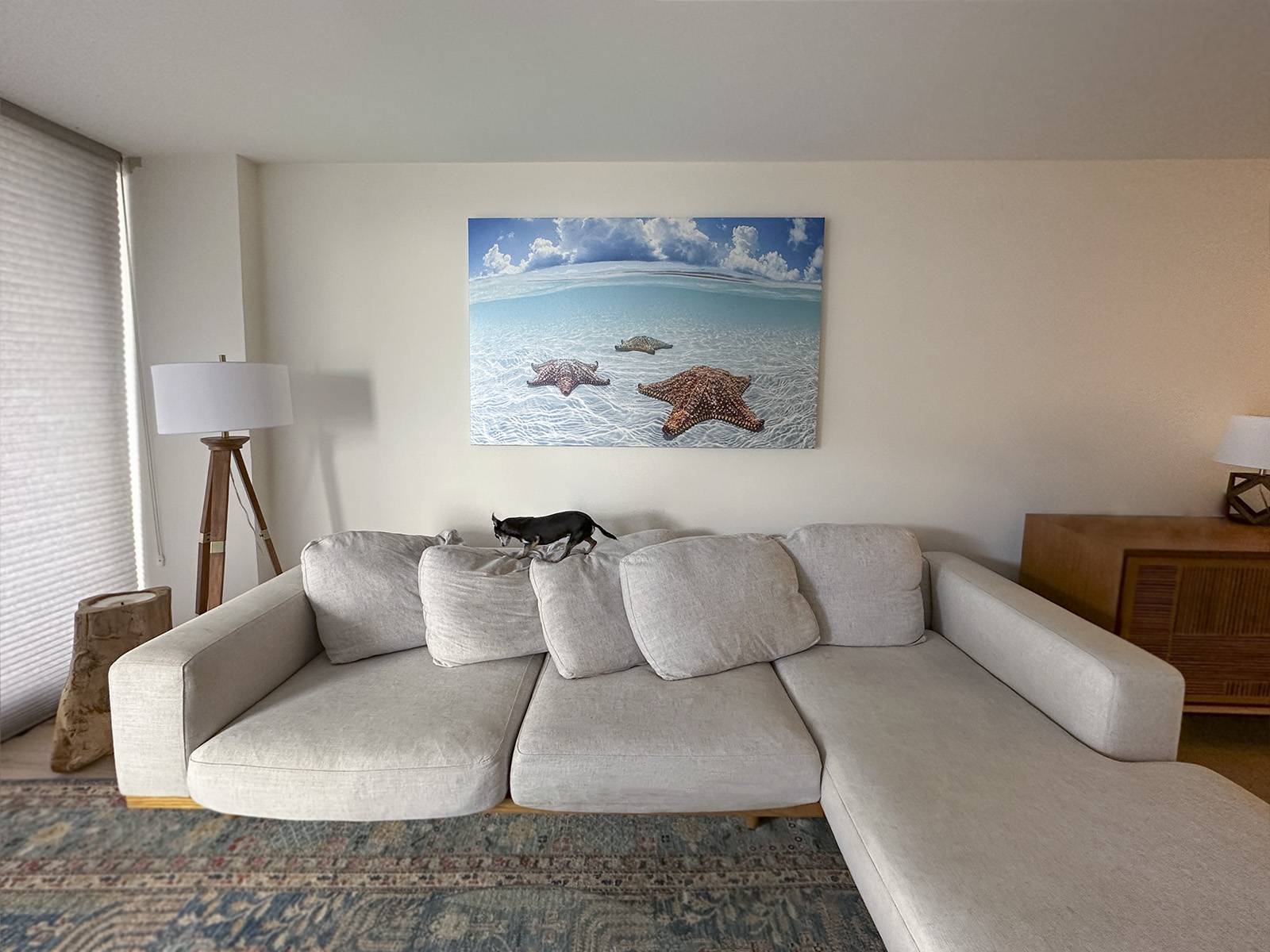 StarGazing 72x48 Canvas - Dog-Approved