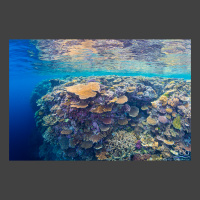 coral on the shallow reef drops off into the deep abyss