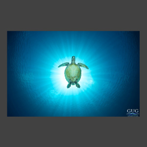 Turtle Eclipse Of The Sun