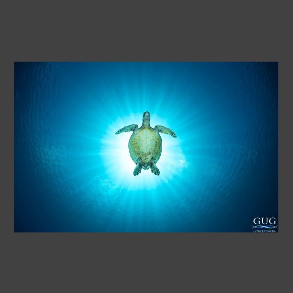 Turtle Eclipse Of The Sun