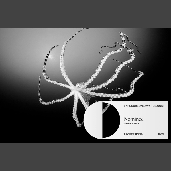 Gug's Shall We Dance Octopus Photo Nominated in ExposureOne Awards