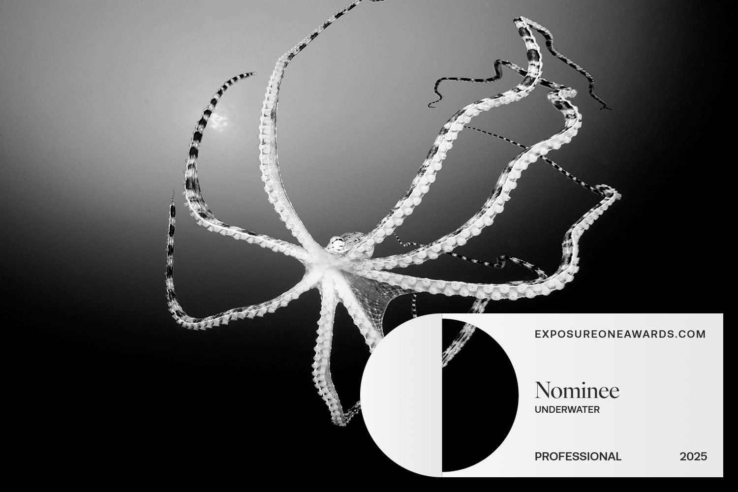 Gug's Shall We Dance Octopus Photo Nominated in ExposureOne Awards