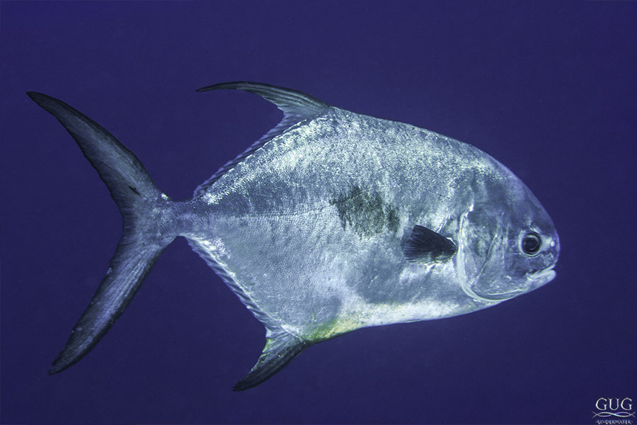 an adult african pompano fish in the wild, from Turks & Caicos