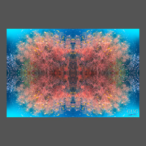 Reflections 7