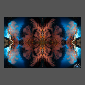 Reflections 8