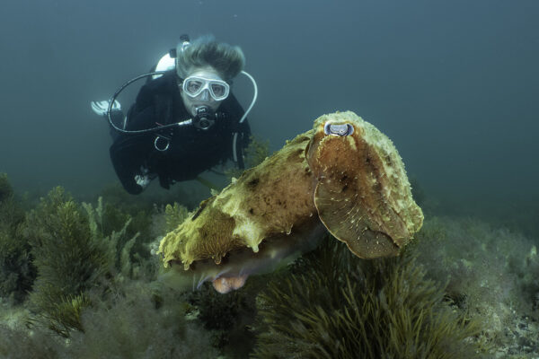 A diver with an Australian gianr cuttlefish (Ascarosepion apama) in green water