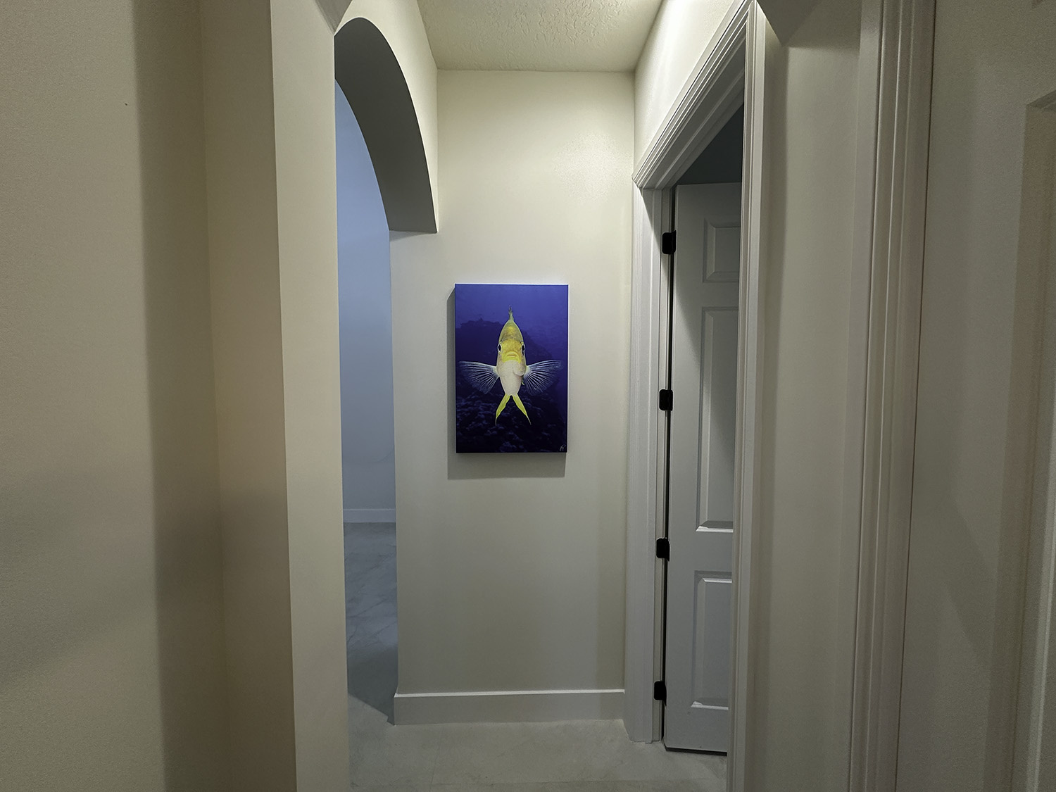 Mellow Yellow - 30x20 fine art underwater photograph of a yellow damselfish, displayed in a hallway